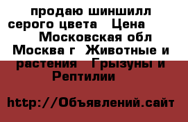 продаю шиншилл серого цвета › Цена ­ 1 000 - Московская обл., Москва г. Животные и растения » Грызуны и Рептилии   